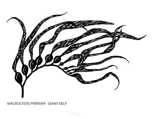 Kelp Drawing