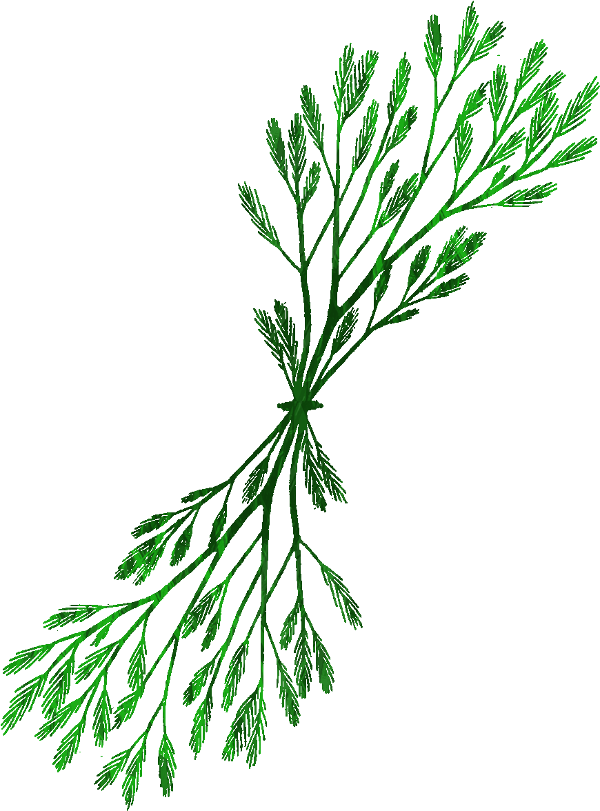 870x1176 download kelp clipart at getdrawings
