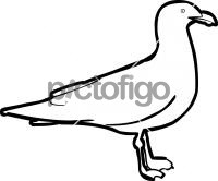 200x166 freehand drawing image from pictofigo for kelp gull