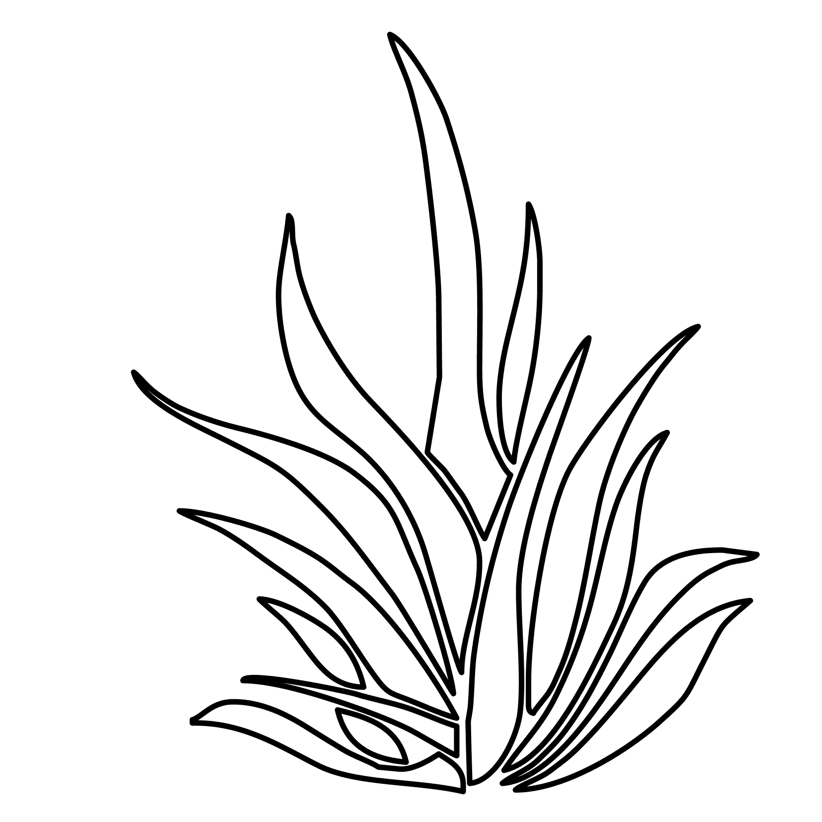 1654x1654 kelp drawing sea plant for free download
