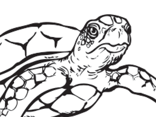 600x450 Coloring Pages