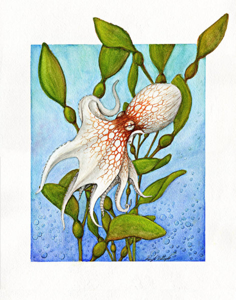 471x600 Sea Kelp Paintings