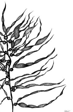 236x362 best algae images seaweed, marine life, kelp forest
