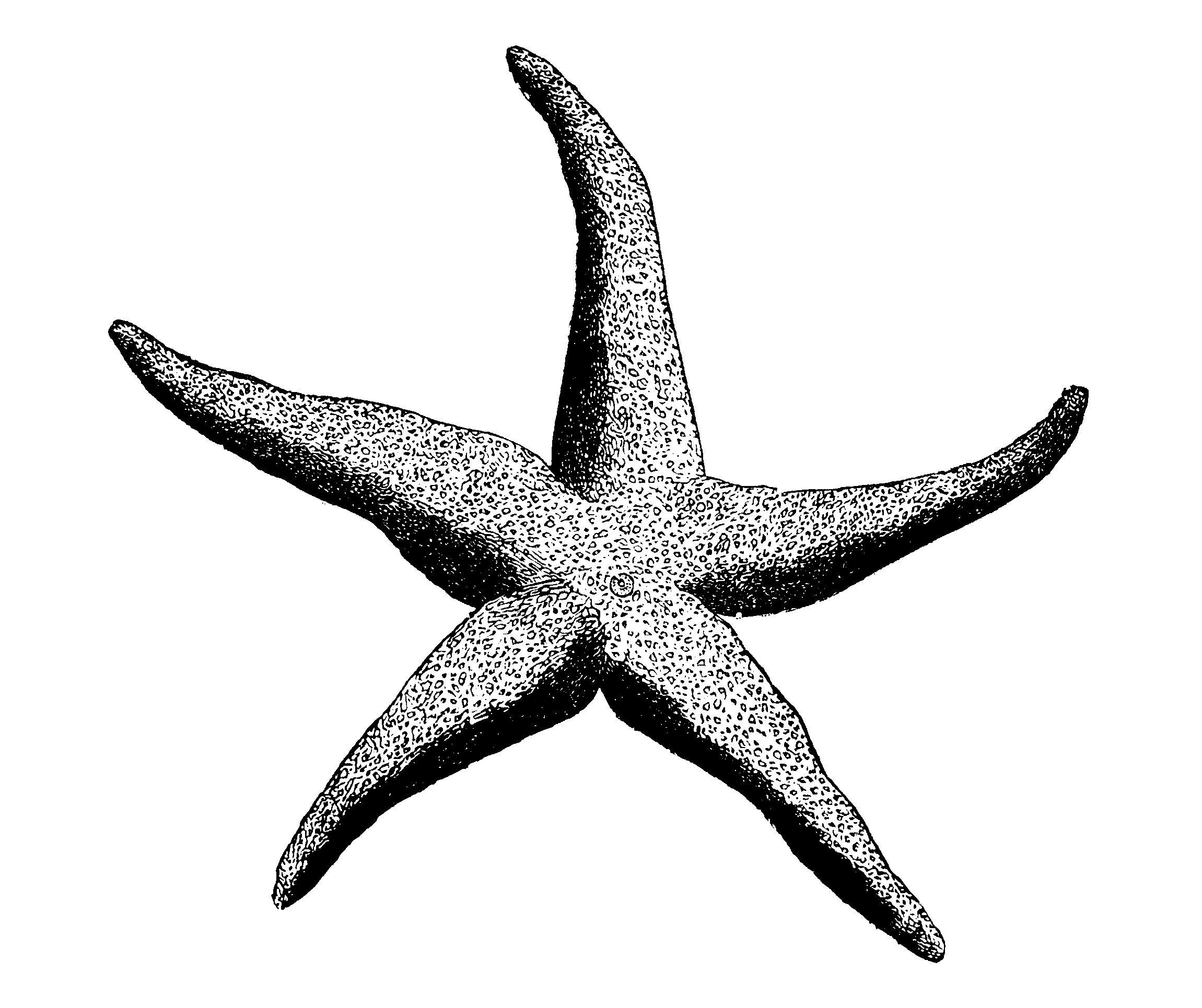 2301x1931 About Echinoderms The Shape Of Life The Story Of The Animal