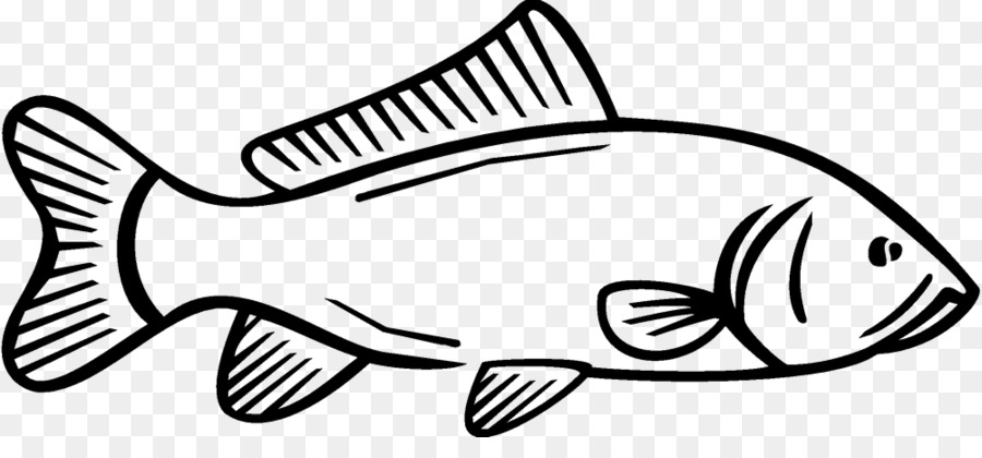 900x420 Fish Line Drawing