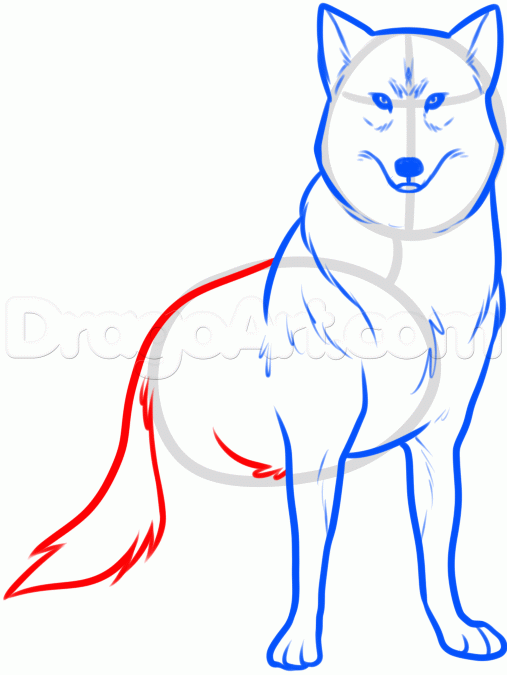 507x675 How To Draw Wolf Kiba, Step