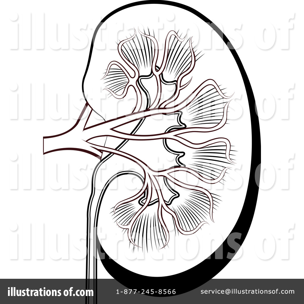 1024x1024 Kidney Clipart