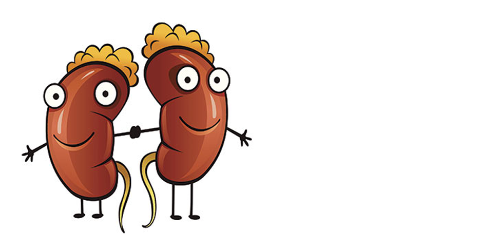 935x487 Kidney Disease In Dogs