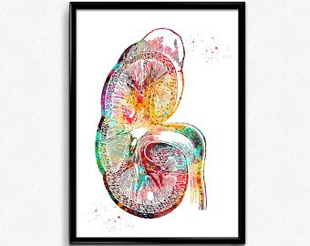 340x270 Kidney Poster Etsy