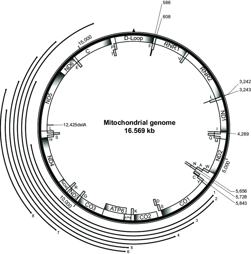 850x862 mitochondrial genome with the positions of mutations associated