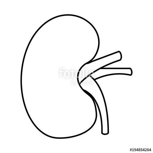 Kidney Drawing | Free download on ClipArtMag