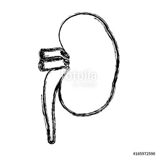 500x500 Kidney Of Healthy Person Internal Organ Stock Image And Royalty