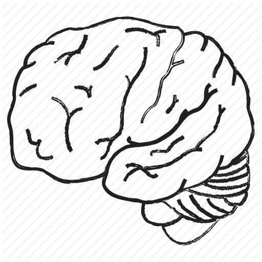 512x512 Collection Of Free Kidney Drawing Human Download On Ui Ex