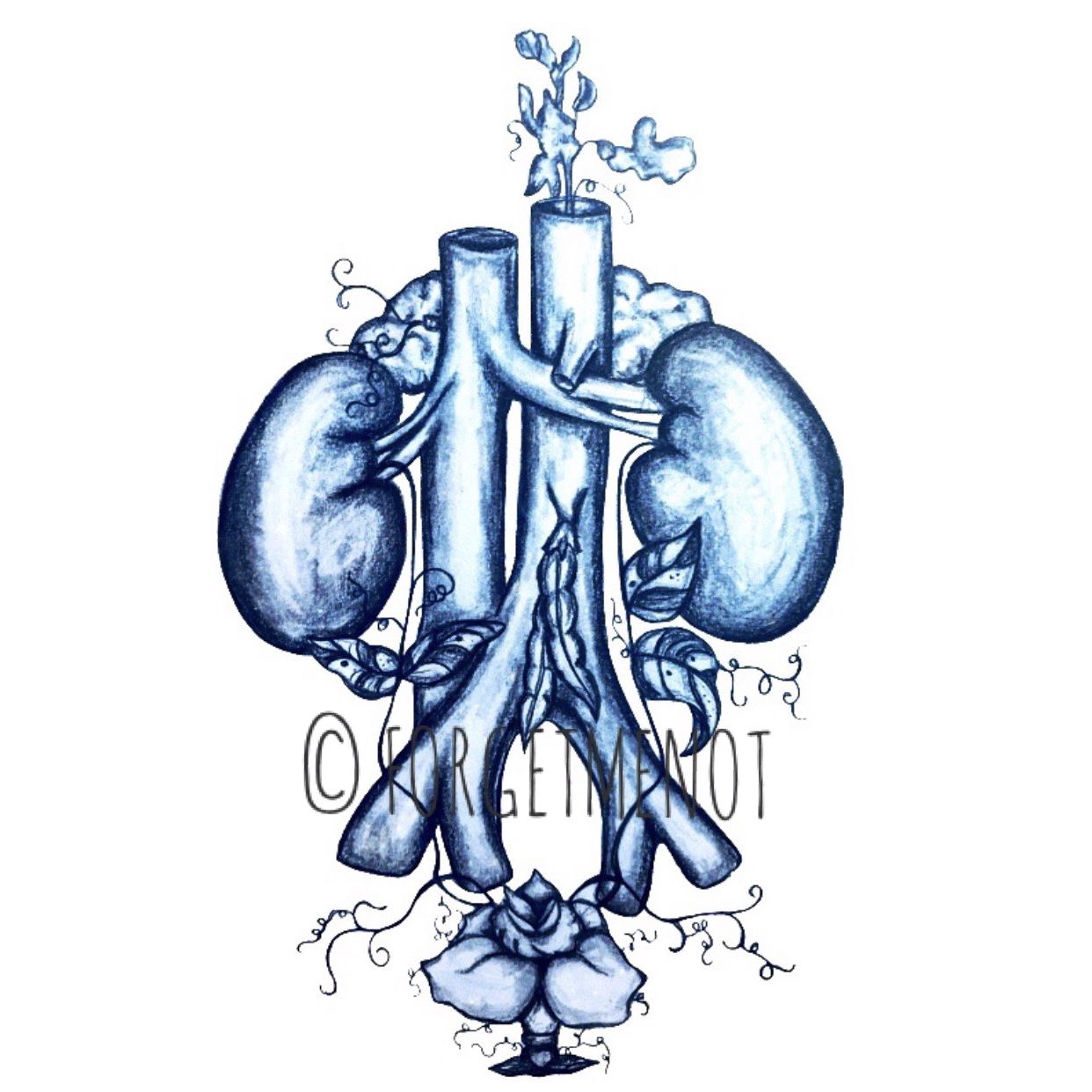 1242x1242 Drawing Art, Anatomical Art, Anatomy Art, Flower Art, Kidney Beans