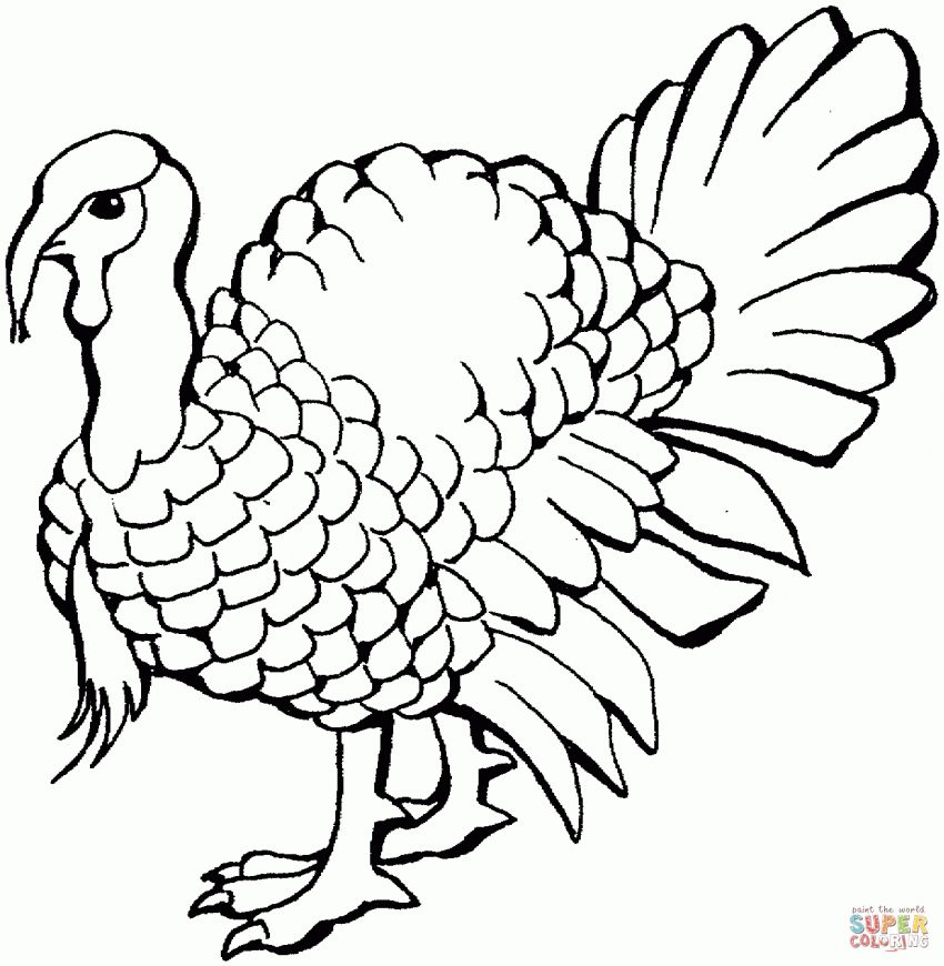 850x870 Simple Turkeyoloring