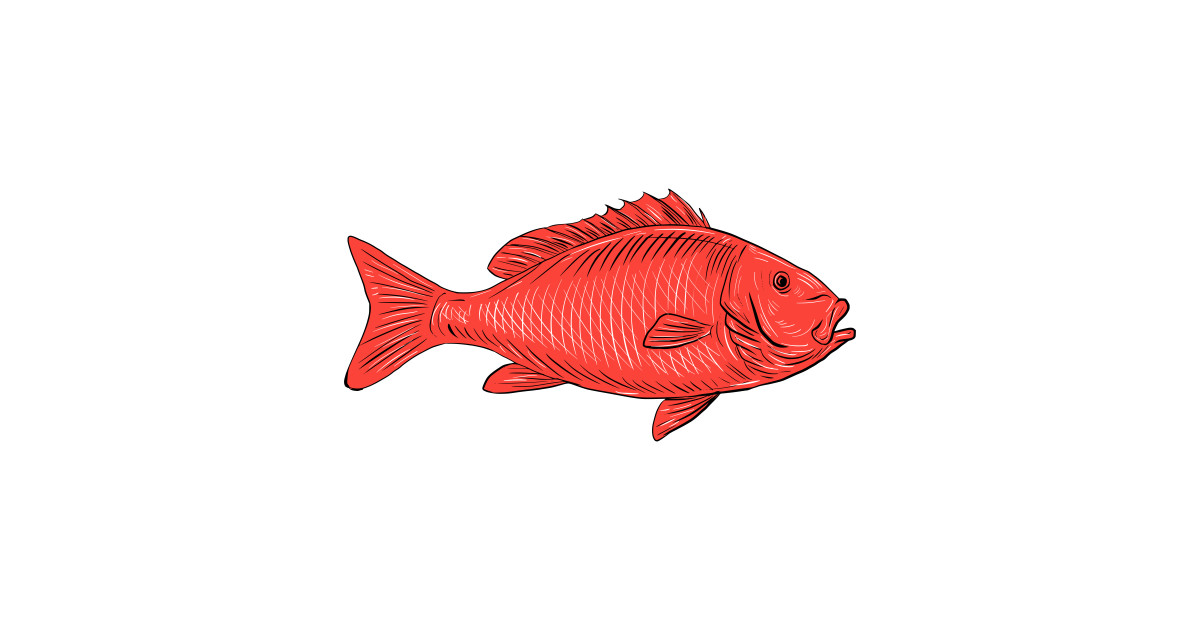 1200x630 Australasian Snapper Swimming Drawing