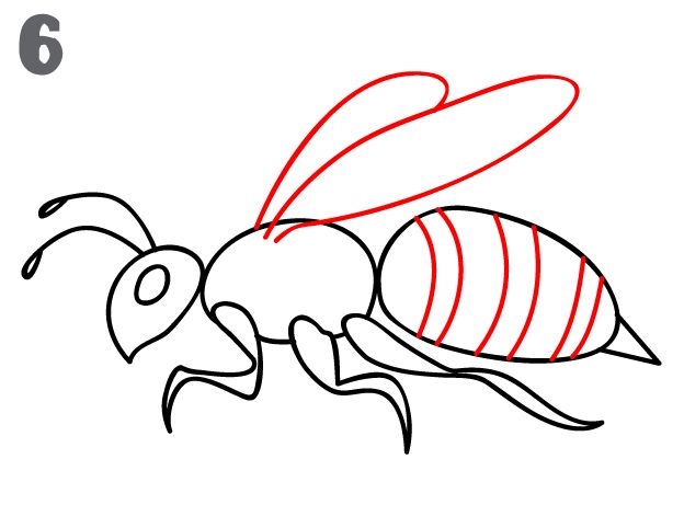 624x482 How To Draw A Bee Via How To Draw Animals