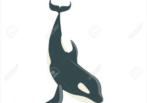 300x210 drawing killer whale killer whaletigergod