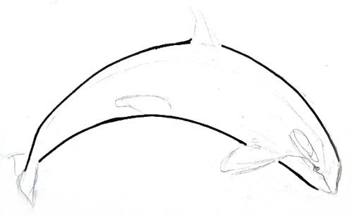 499x308 Killer Whale Drawing