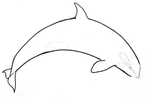 500x333 Killer Whale Drawing