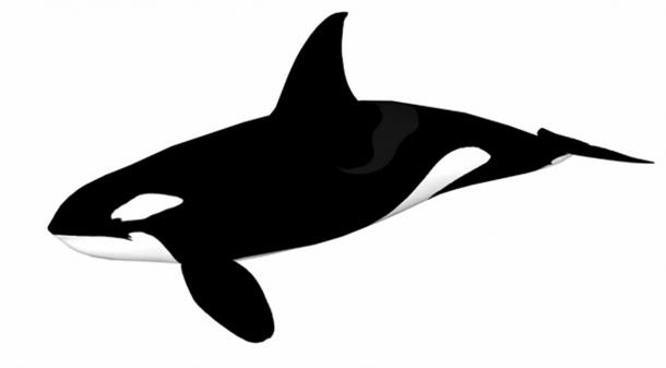 610x337 gigantic year old geoglyph of an orca is one of the earliest