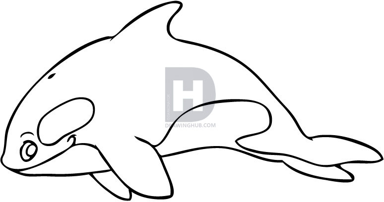 774x408 How To Draw A Cartoon Killer Whale, Step
