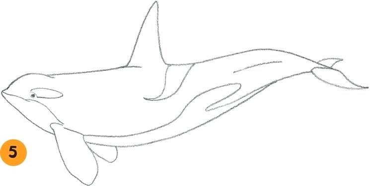 745x376 How To Draw An Orca Coloring