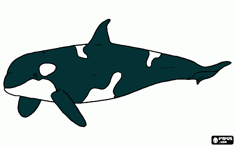 820x510 How To Draw A Killer Whale Video