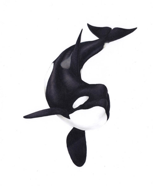495x600 Killer Whale Drawings Fine Art America
