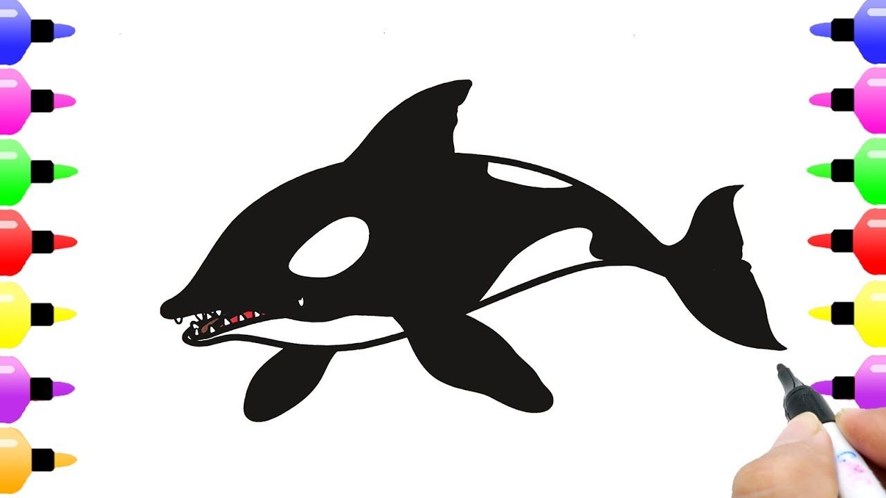 1280x720 How To Draw Killer Whale For Kids Coloring