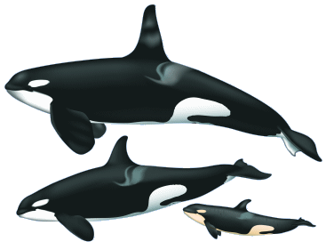 367x281 Killer Whale Facts