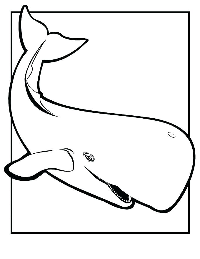 680x880 killer whale pictures to print killer whale coloring
