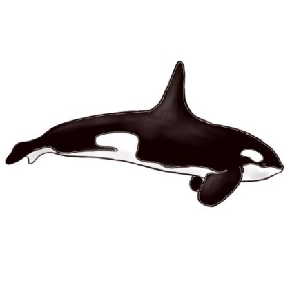 420x420 Killer Whale Drawing For Kids