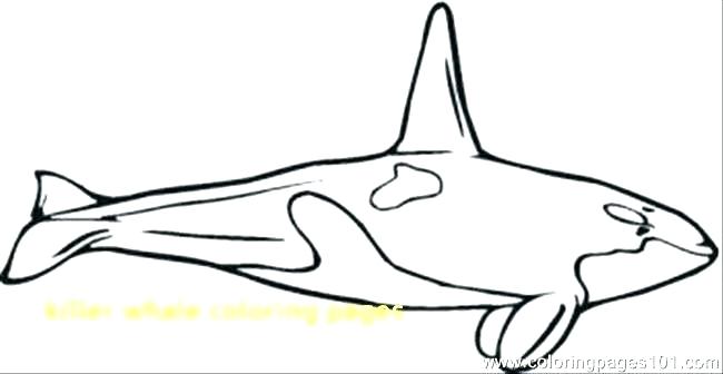 650x336 Orca Coloring
