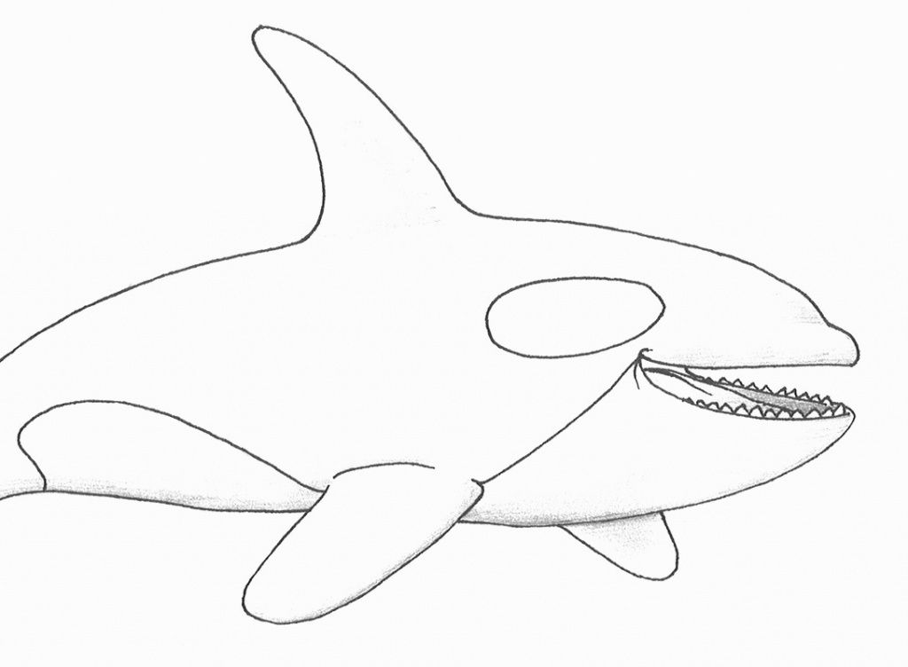 1024x752 Orca Coloring Pages Elegant Killer Whale Coloring Pages Best