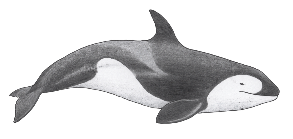 1024x486 Porpoise Drawing Killer Whale Transparent Png Clipart Free