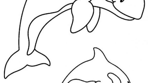 585x329 precious shamu coloring pages killer whale clip art png download