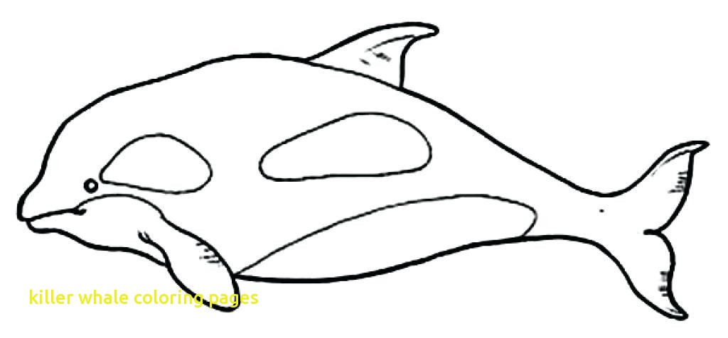 1024x476 sizable killer whale coloring pages with printable in killer whale