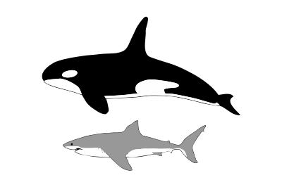 400x266 Drawing Shark Killer Transparent Png Clipart Free Download