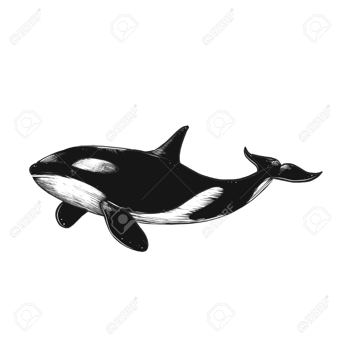 1300x1300 Huge Collection Of 'killer Whale Drawing' Download More Than