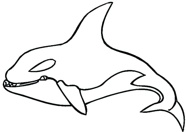 600x426 Killer Whale Coloring