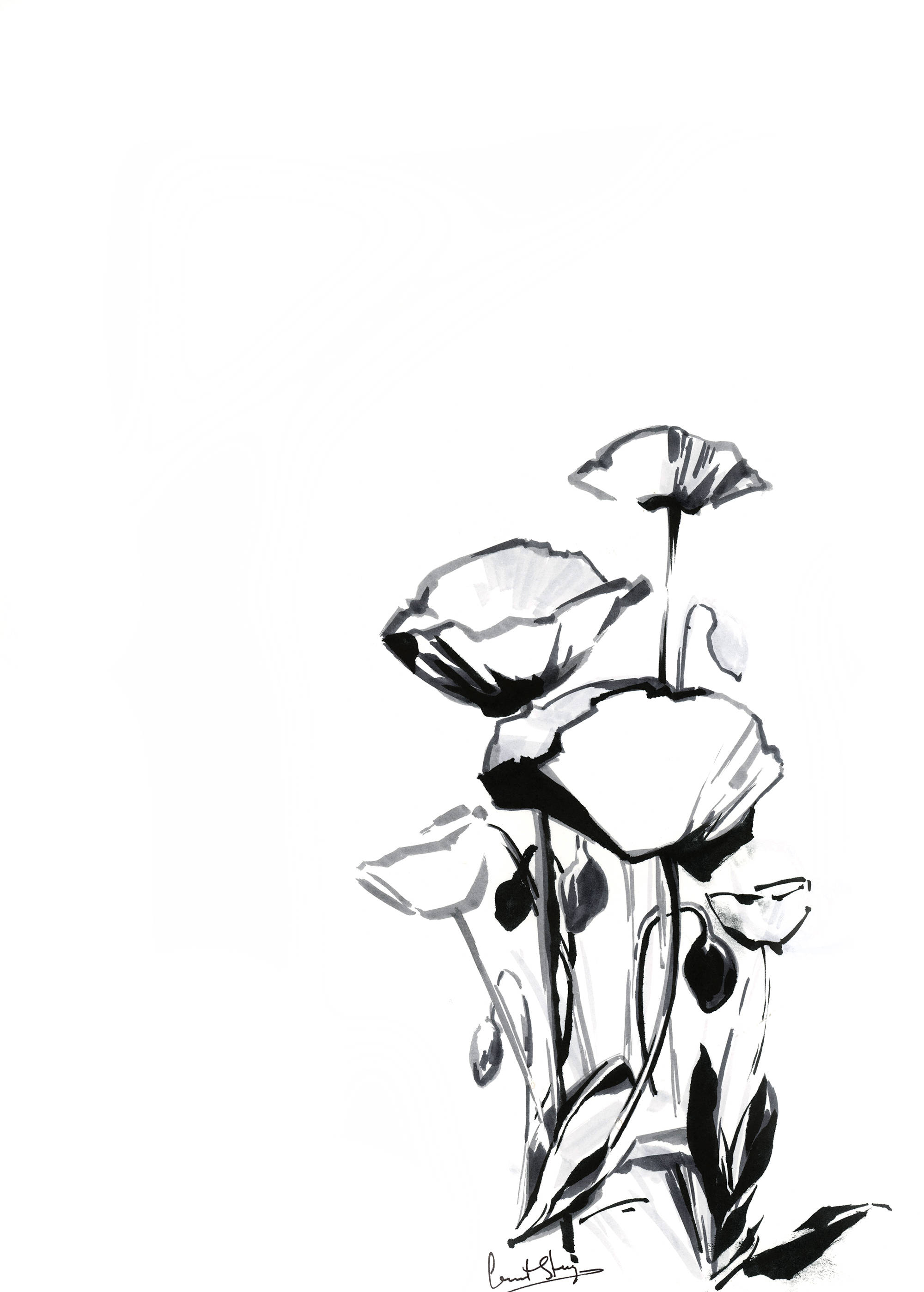 2000x2798 Poppies Ink Drawing Original Ink Drawing Black And White Etsy