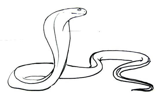 King Cobra Drawing | Free download on ClipArtMag