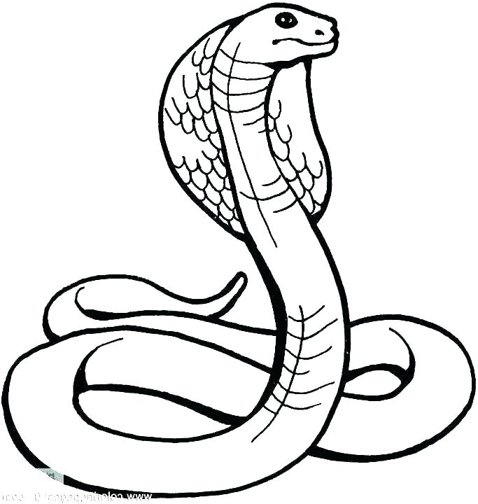 King Cobra Drawing | Free download on ClipArtMag