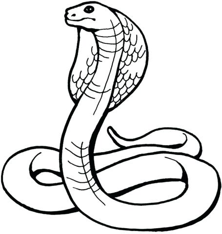 King Cobra Snake Drawing | Free download on ClipArtMag