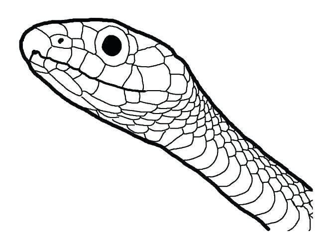 667x500 King Cobra Coloring Pages King Cobra Snake Coloring Pages Fresh