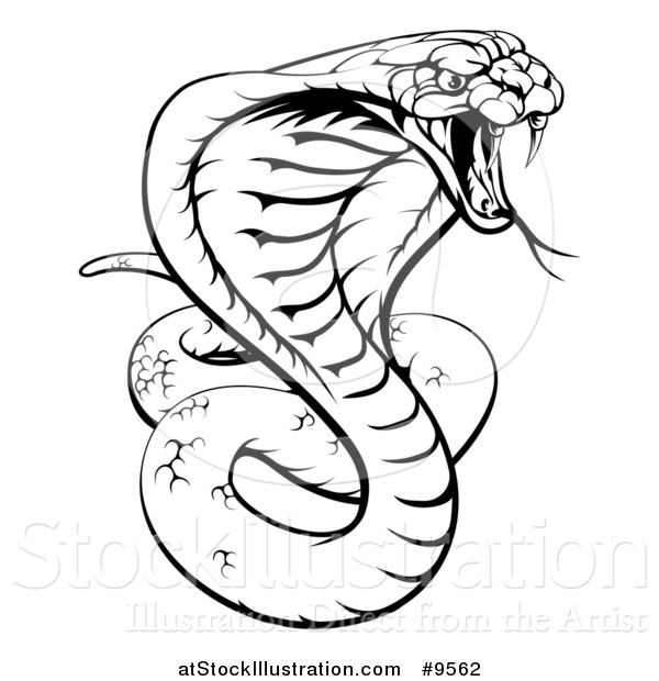 600x620 Vector Illustration Of A Black And White Lineart Angry King Cobra