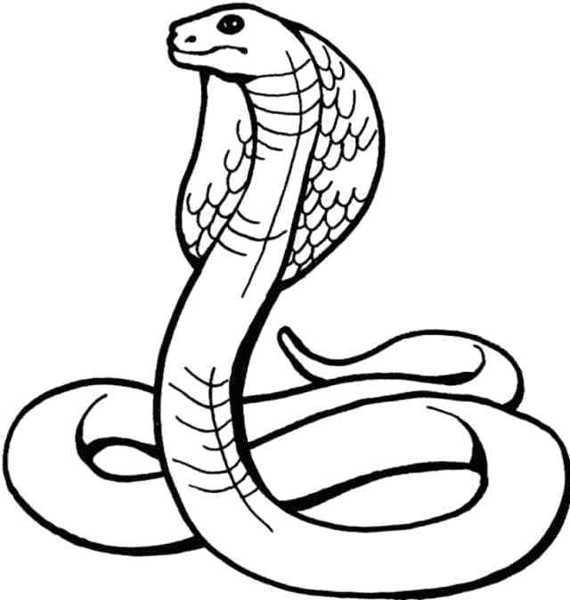 640x673 Cobra Snake Drawing How To Draw A Snake Cobra King Cobra Snake