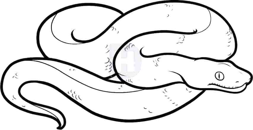 853x438 Cobra Snake Drawings How To Draw A King Cobra King Cobra Snake