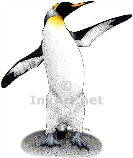 545x650 Full Color Illustration Of A King Penguin